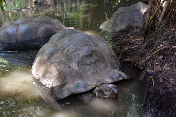 Giant Galapagos tortoise in the water, close-up photo.