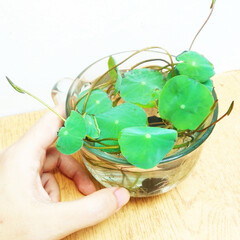 seedling mini lotus plant in a cup of water