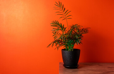 Palm tree in black pot on wooden table against orange wall background. Copy space.