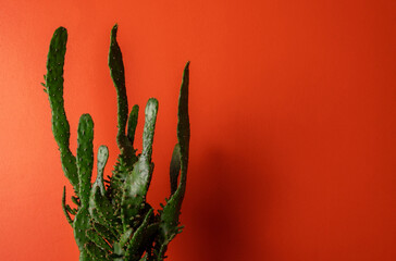 Close-up of cactus trunk against orange wall. Minimal art summer poster. Place for text.