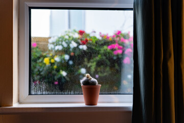 Small hotel window with cactus and open curtain letting in light and blurry view of colorful garden...