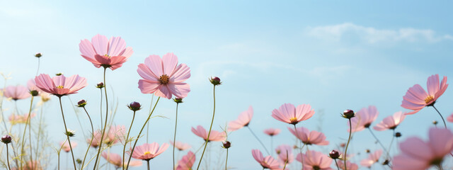 Field of pink flowers is in bloom under a clear blue sky