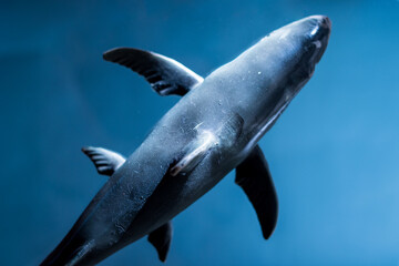 Top view of shark with blue background and copy space