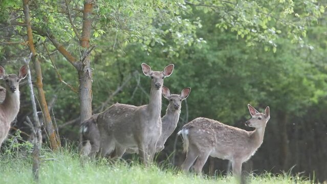Spotted deer stand in the forest in the morning. Female deer. Beautiful animal videos.