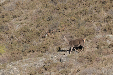 Fêmea de veado vermelho.