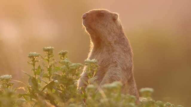 A groundhog screams in the grass. A wonderful video of marmota bobak. Groundhog Day.