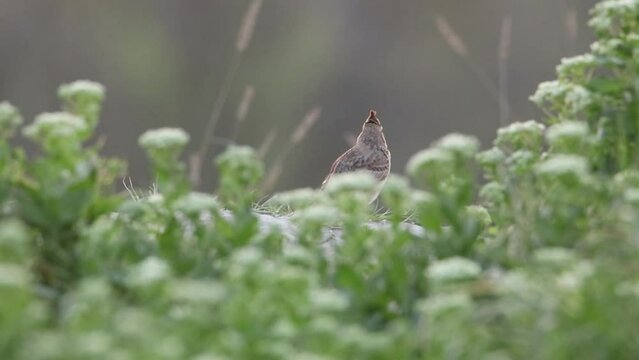 The crested lark sings in the morning. A beautiful video with a singing bird. The voice of the Galerida cristata