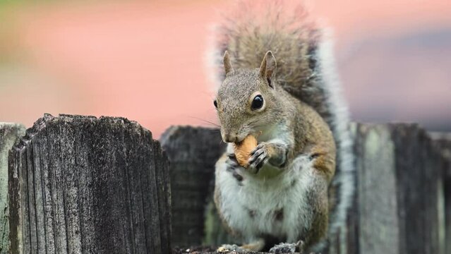 Adorable Squirrel Enjoying a Peanut Breakfast in a Backyard Paradise