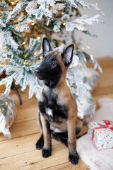 Cute Belgian shepherd puppy sitting near a Christmas tree. New Year present