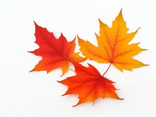 Fototapeta premium Autumn maple leaves isolated on white background. 3D illustration.