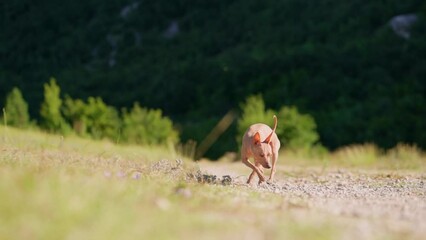 An American Hairless Terrier dog explores a sunlit path, its curiosity piqued amidst the serene wilderness 