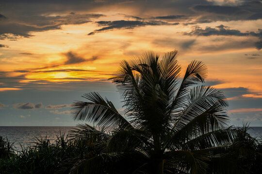 Plam tree crown, Indian ocean and illuminated sky from setting sun. Waskaduwa.