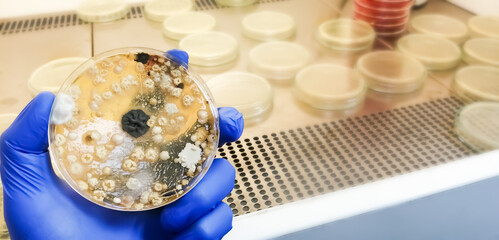 The researcher is holding Petri dish plate with Malt Extract Agar use for growth media to isolate...