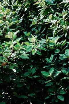 Green leaves of evergreen Delavay's Magnolia shrub