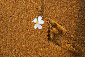 Fallen citrus flower on beach sand with footprint.