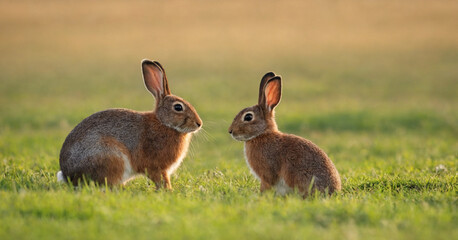 Fototapeta premium A charming pair of wild hares sitting in a lush green meadow, their ears perked and eyes focused.
