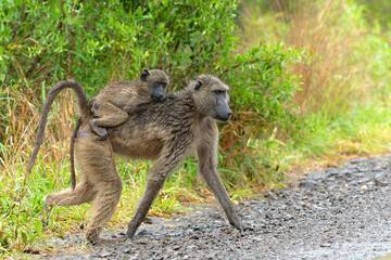 Baboon searching for food in the rain in the green season in the Kruger National Park in South Africa  