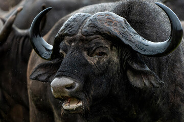 Portrait of a Buffalo standing in the rain in Kruger National Park in South Africa