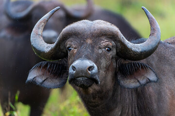 Portrait of a Buffalo standing in the rain in Kruger National Park in South Africa