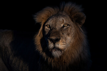Portrait of a dominant male lion in the spotlight in the dark in a Game Reserve in the Greater Kruger Region in South Africa 