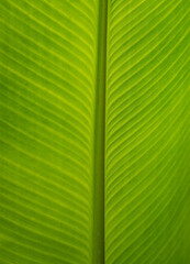 Background of green leaf close up