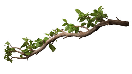 Fototapeta premium Twisted Jungle Tree Branch with Growing Plant Isolated on Transparent Background. Generative AI