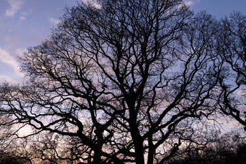 Fototapeta na wymiar Dark, impressive tree crown silhouette at sunset