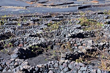 Weinanbau auf Lanzarote