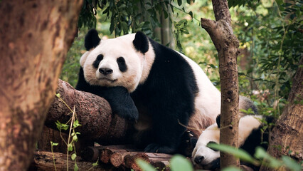 Obraz na płótnie Canvas Sleeping panda