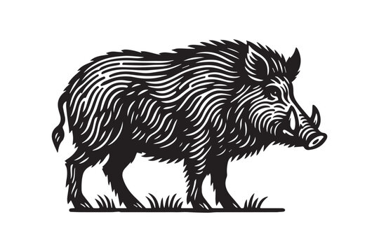 A wild boar. Vintage retro engraving illustration. Black icon, isolated element