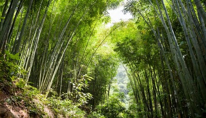 dense bamboo jungle