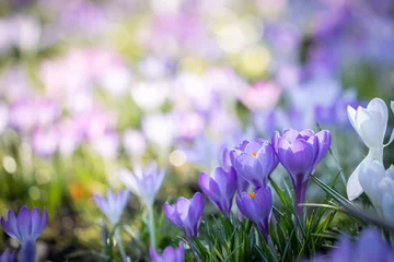 Fotobehang purple spring crocus  © scott