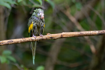 A wet Plain Parakeet after rain. Species Brotogeris chiriri also know as Periquito. Birdwatching. Birding. Parrot.