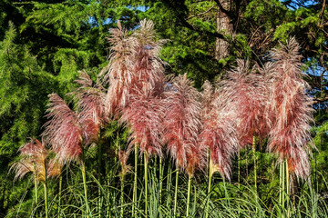 Pink Pampas Grass also called Cortaderia selloana. Bush with fluffy soft panicle