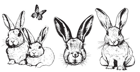 Bunny set hand drawn sketch Farm animals - obrazy, fototapety, plakaty