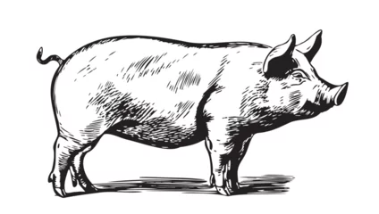 Fotobehang Cute Pig in graphic style Farming and animal husbandry illustration © BigJoy