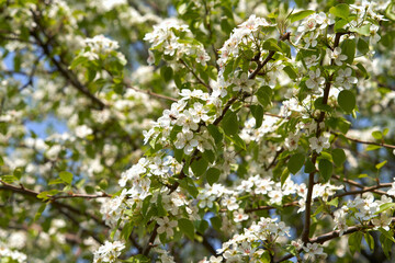 Spring. Natural background of blossoming crown of pear tree.