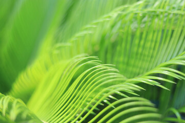 Naklejka premium Details and natural lines of leaves and plants. Abstract tropical palm leaf texture and background. Abstract green leaf texture. Nature background. Forest plant for nature wallpaper.