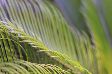Details and natural lines of leaves and plants. Abstract tropical palm leaf texture and background. Abstract green leaf texture. Nature background. Forest plant for nature wallpaper.