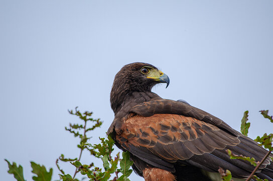 profile portrait of a harris eagle. Parabuteo Unicinctus