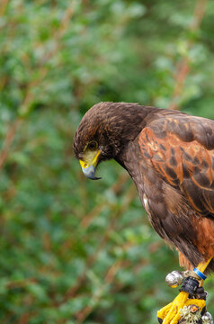 profile portrait of a harris eagle, Parabuteo Unicinctus