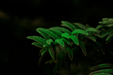 Frost  on the plant macro
