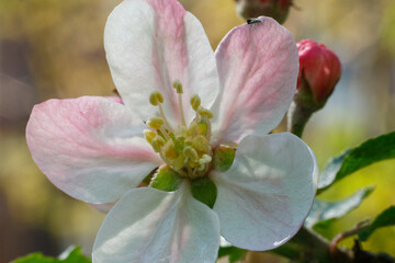 Obraz premium Spring flower