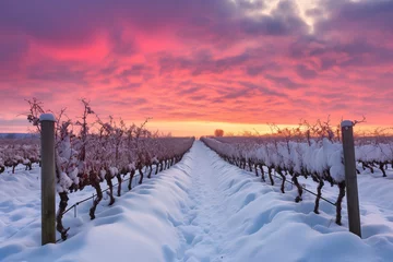 Poster Snow-covered vineyard rows at sunset with vivid pink and purple sky © udomsin singjam