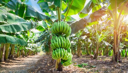 giant cavendish banana bunch on the plantation - obrazy, fototapety, plakaty