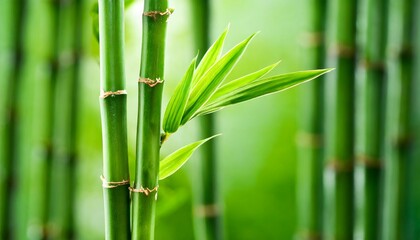 Fototapeta na wymiar green bamboo background