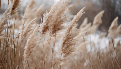 pampas grass outdoor in light pastel colors dry reeds boho style abstract natural background