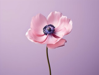 Anemone flower in studio background, single anemone flower, Beautiful flower, ai generated image