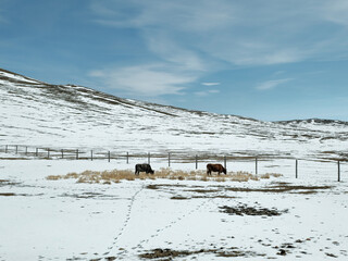 Two cows, footprints in the snow. Winter snow-covered mountain pasture. Winter harsh impressive Mongolian landscape. A hedge across the field.