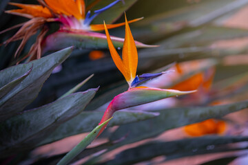 Kwiat Strelicja królewska (Strelitzia Reginae), rozmyte tło - obrazy, fototapety, plakaty